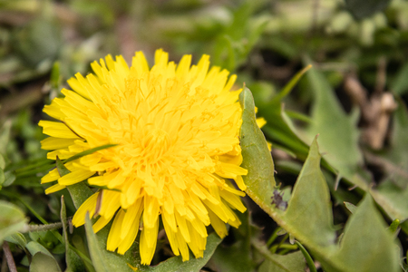 Yellow dandelion flower with green leaves. Close-up.の写真素材