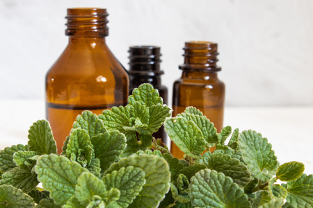 A bottle of mint essential oil with fresh mint leaves in the foreground. Natural essential oil of mint.の写真素材