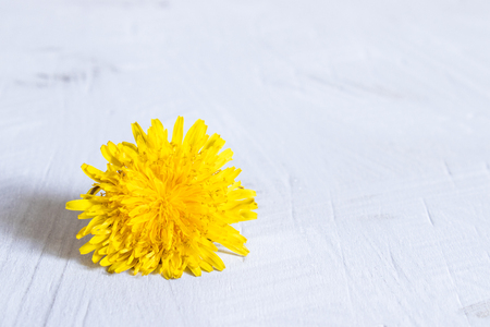 Fresh flowers yellow dandelion. Dandelion close up, focus on the flower in front. Dandelion on the table.の写真素材