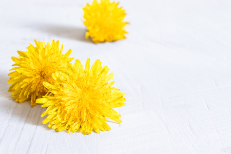 Fresh flowers of yellow dandelions on a white background. Dandelions on wooden table, focus on flowers in frontDandelions on the table.の写真素材