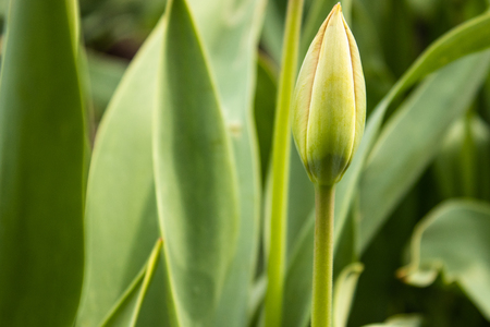 Tulip bud among green leaves. Close-up.の写真素材