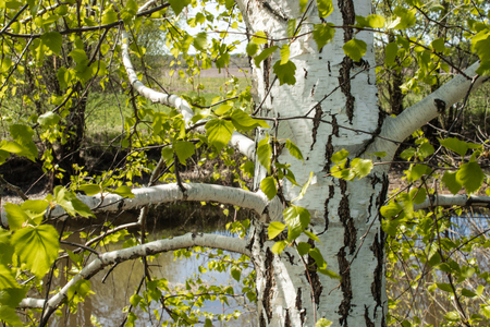 White birch trunk with green leaves on the background of the pond. Close-up.