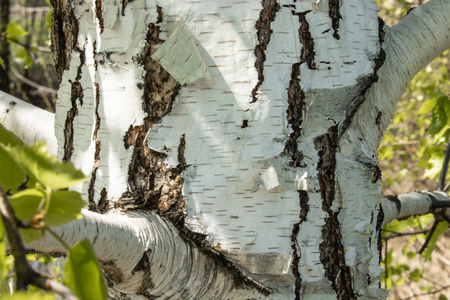 Trunk of white birch in the foreground. Tree bark.の写真素材