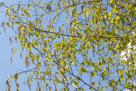 Green leaves of birch against the blue sky. Leaf closeup.の写真素材