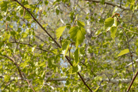 Green leaves of white birch in the foreground. Branches with birch leaves.の写真素材