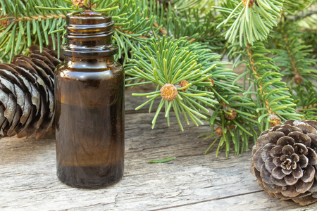Pine essential oil in a small brown bottle and pine branches with green buds on a dark wooden tableの写真素材