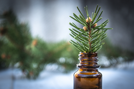 Essential coniferous oil in a dark bottle, a bottle of extract, a pine branch in a bottle, green needles.の写真素材