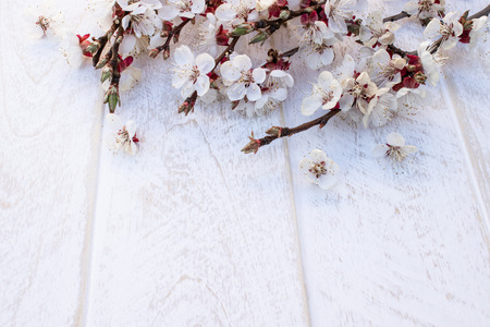 Branches of white flowers - apricots and yellow stamens on a white, wooden background. Place for text. The concept of spring has come. View from above. Flat lay. Banner March 8, Easterの写真素材