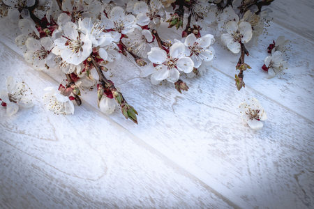 Branches of white flowers - apricots and yellow stamens on a white, wooden background. Place for text. The concept of spring has come. View from above. Flat lay. Banner March 8, Easterの写真素材