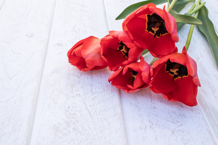 A bouquet of red tulips on the background of white boards. Place for text. The concept of spring has come. View from above. Banner March 8, Easterの写真素材