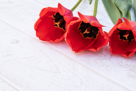 A bouquet of red tulips on the background of white boards. Place for text. The concept of spring has come. View from above. Banner March 8, Easterの写真素材