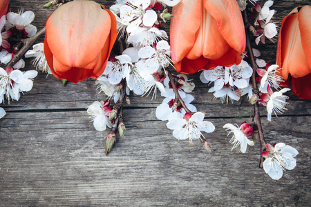 Bouquet with white apricot flowers and red tulips on the background of old, wooden boards. Place for text. The concept of spring has come.の写真素材
