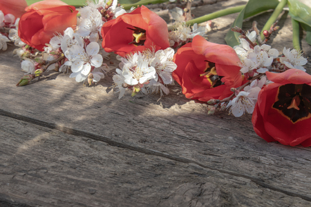 Bouquet with white apricot flowers and red tulips on the background of old, wooden boards. Place for text. The concept of spring has come.の写真素材