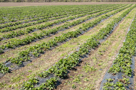 Strawberries grow on the field in rows. Strawberry field on a sunny day. Growing strawberries.の写真素材
