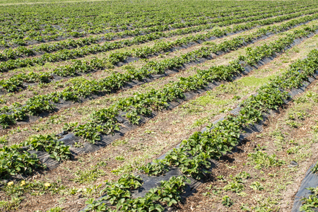 Strawberries grow on the field in rows. Strawberry field on a sunny day. Growing strawberries.の写真素材
