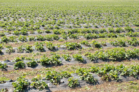 Strawberries grow on the field in rows. Strawberry field on a sunny day. Growing strawberries.の写真素材
