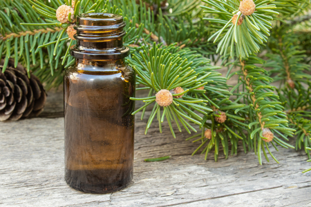 Pine essential oil in a small brown bottle and pine branches with green buds on a dark wooden tableの写真素材