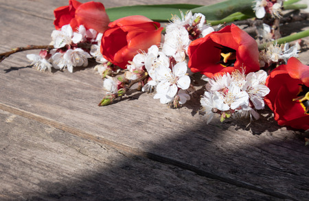 A bouquet of red tulips and white flowers on a background of wooden, old boards. Place for text. The concept of spring has come. View from above. Banner March 8, Easterの写真素材