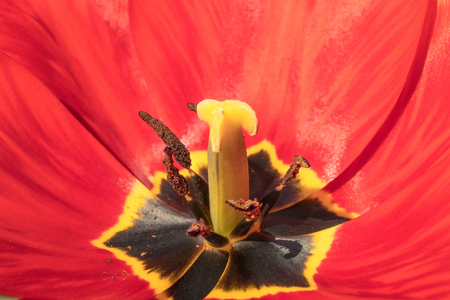 Petals of red tulips. Tulip macro close up. Tulip core.の写真素材