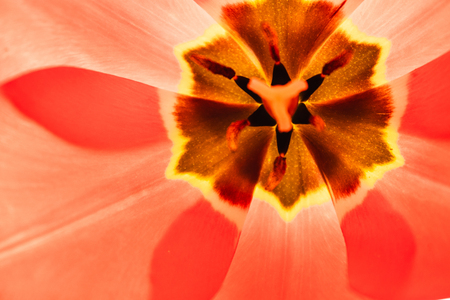 Petals of red tulips. Tulip macro close up. Tulip core.の写真素材