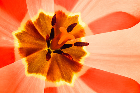 Petals of red tulips. Tulip macro close up. Tulip core.の写真素材