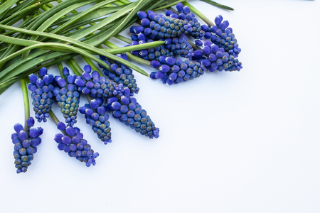 Blue flower Muscari on a white background, small spring bells. View from above.の写真素材