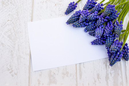 A bouquet of blue flowers Muscari on white wooden boards, small bells. View from above. Place for text.の写真素材