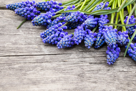 A bouquet of blue flowers Muscari on old, wooden boards, bells. View from above. Place for text.の写真素材