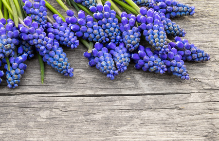 A bouquet of blue flowers Muscari on old, wooden boards, bells. View from above. Place for text.の写真素材