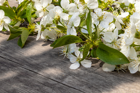 Branches of flowering cherry in the shade on the old, wooden boards. View from above. Place for text.の写真素材