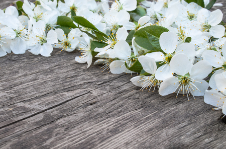 White flowers of cherry on old, wooden boards, a branch of blossoming cherry. View from above. Place for text.の写真素材