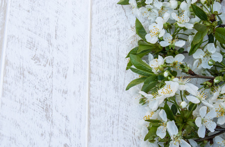 White flowers of cherry on white, wooden boards, branches of blossoming cherry. View from above. Place for text.の写真素材
