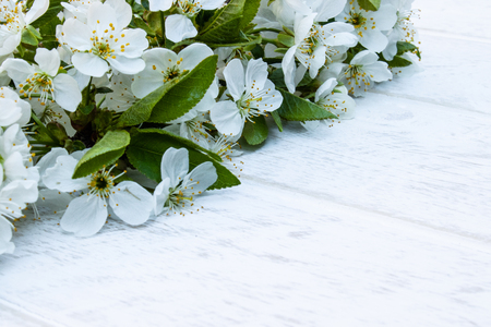 White flowers of cherry on white, wooden boards, branches of blossoming cherry. View from above. Place for text.の写真素材
