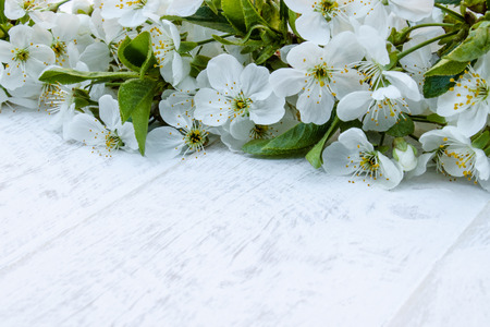 White flowers of cherry on white, wooden boards, branches of blossoming cherry. View from above. Place for text.の写真素材