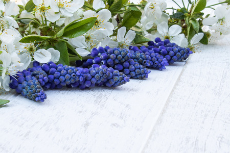 A bouquet of blue bells on white, wooden boards, with white flowers of cherry, bells. View from above. Place for text.の写真素材