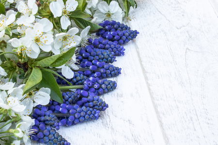 A bouquet of blue bells on white, wooden boards, with white flowers of cherry, bells. View from above. Place for text.の写真素材