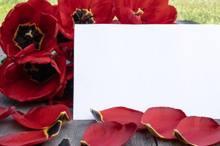 Red tulips and flower petals lie on the old boards. There is a place for your text.の写真素材