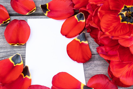 Red tulips and flower petals lie on the old boards. There is a place for your text.の写真素材