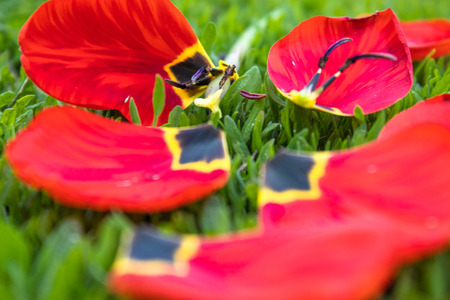 Red tulip and fallen tulip petals lie on the green grass. Red petals on the grass.の写真素材