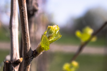 The first leaves of young grapes bloom in spring.の写真素材