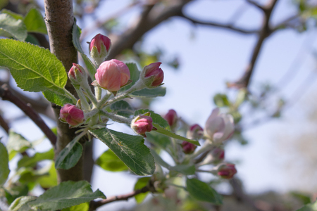 Branches with flowers of apple trees in spring in the garden.の写真素材