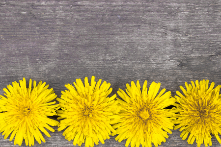 Small, yellow dandelions lie on the background of old boards. There is a place for your text.の写真素材