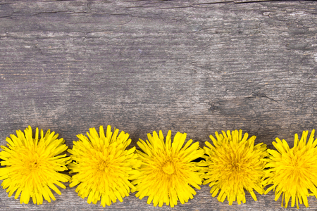 Small, yellow dandelions lie on the background of old boards. There is a place for your text.の写真素材