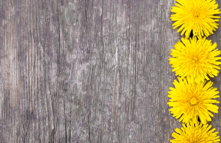 Small, yellow dandelions lie on the background of old boards. There is a place for your text.の写真素材