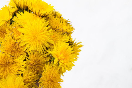 Small yellow dandelions on a white background. There is a place for your text.の写真素材