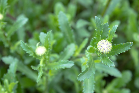 The first chamomile buds in the garden close-up.の写真素材