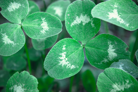 Clover with fluffy green petals. Clover bouquet grows in the groundの写真素材