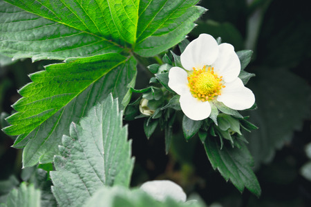 Flowers strawberries with green leaves close-up.の写真素材