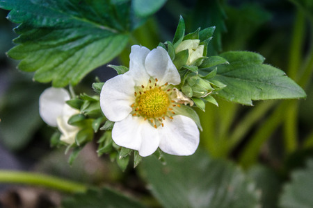 Flowers strawberries with green leaves close-up.の写真素材