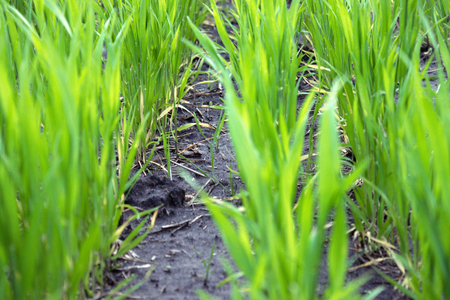 Young wheat seedlings growing in the field. Close-up.の写真素材